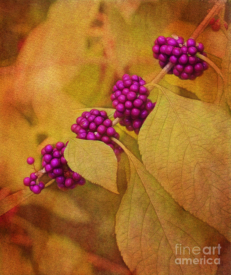 Beautyberry Photograph by Judi Bagwell