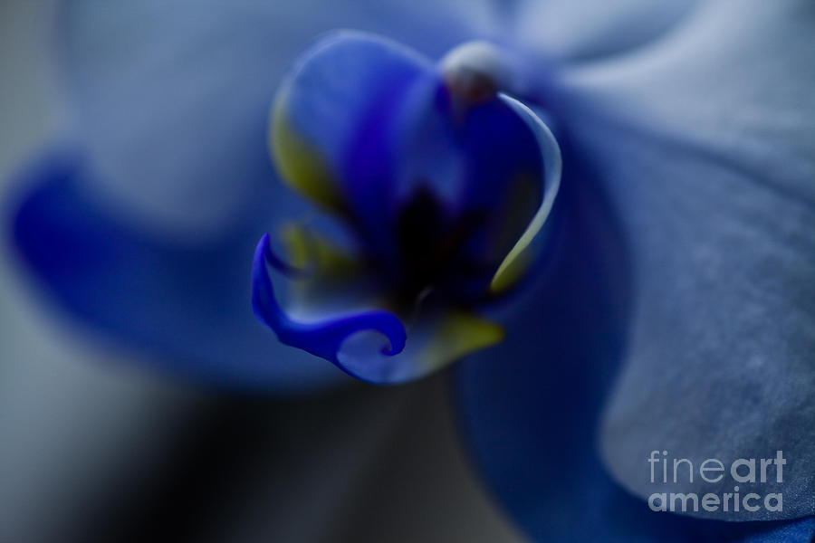 Orchid Photograph - Beautys Secret  by Sue OConnor