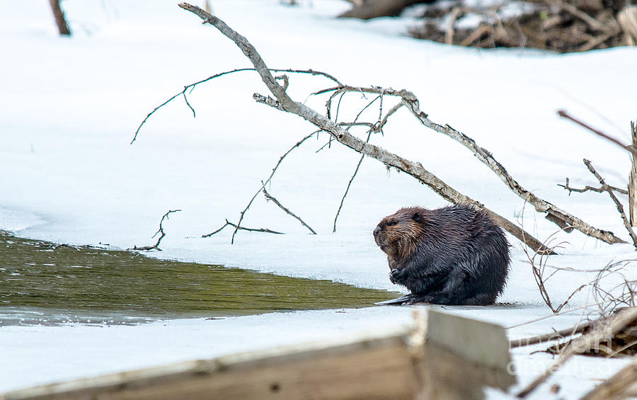 Beaver  Photograph by Cheryl Baxter