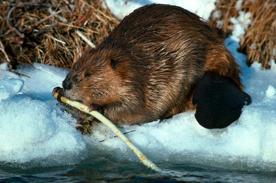 Beaver Chewing A Branch Photograph by Harry Engels