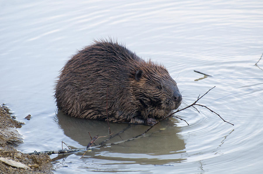 Beaver Chewing On Twig Photograph by Flees Photos
