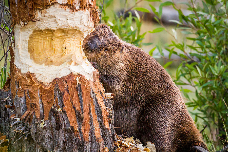 Beaver Chewing Through Tree Photograph by Troy Harrison