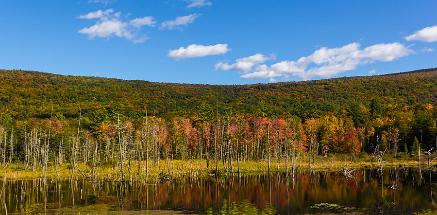 Beaver dam and fall color Photograph by Vance Bell