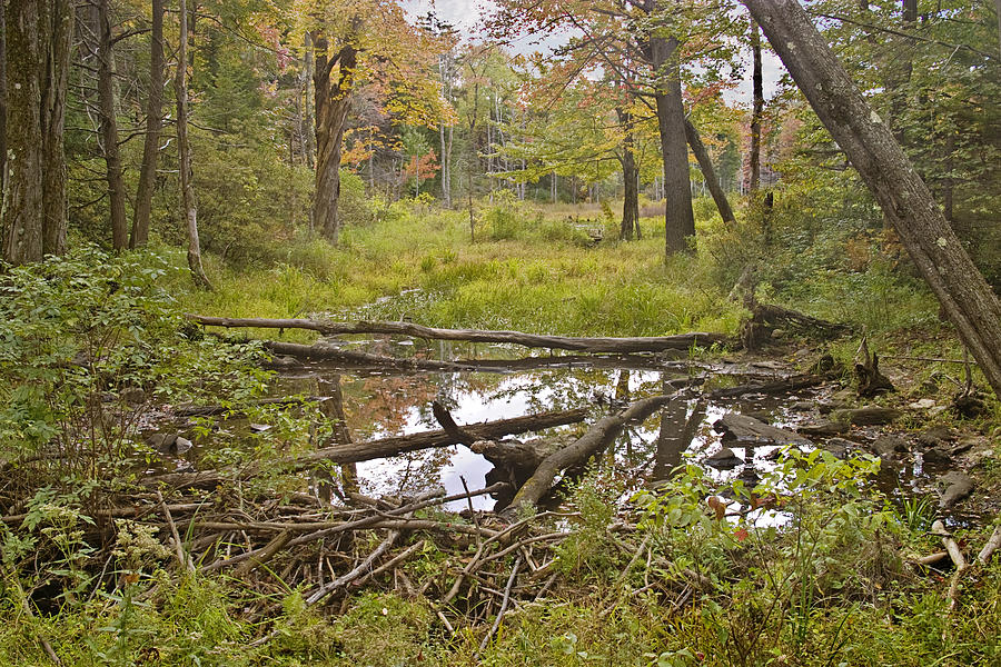 Beaver Dam Fall Photograph by Peter J Sucy