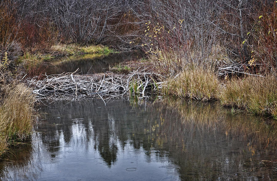 Beaver Dam Photograph by Irene Thompson - Fine Art America