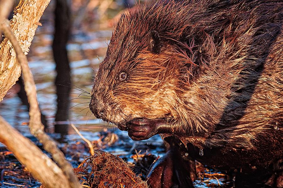 Winter Photograph - Beaver Eating Bellamy Resrvoir. by Jeff Sinon