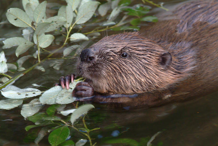 Beaver feeding on leaves Photograph by Ulrich Kunst And Bettina Scheidulin