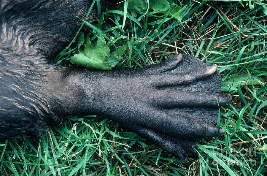 Beaver Foot Photograph by Stephen J Krasemann