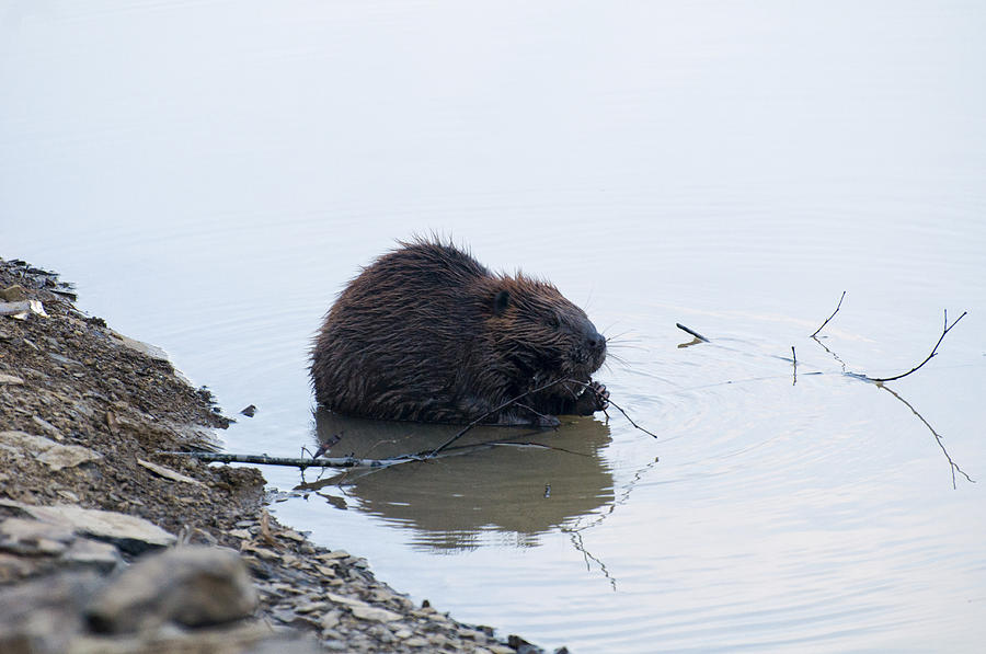Beaver In The Shallows Photograph by Flees Photos