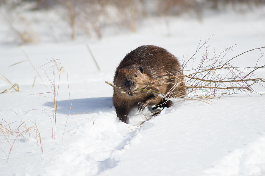 Beaver In The Snow Photograph by Tyler Marks