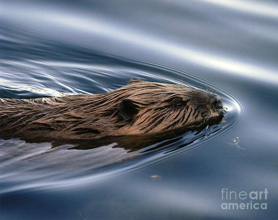 Beaver Photograph By J L Woody Wooden - Fine Art America