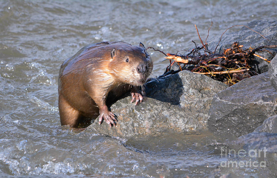 Beaver Photograph by John Greco