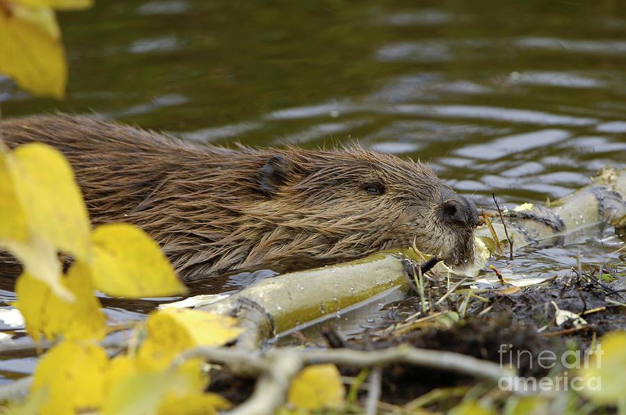 Beaver Photograph by John Shaw