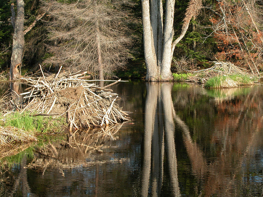 Beaver Lodge on Beaver Pond Photograph by Rob Huntley
