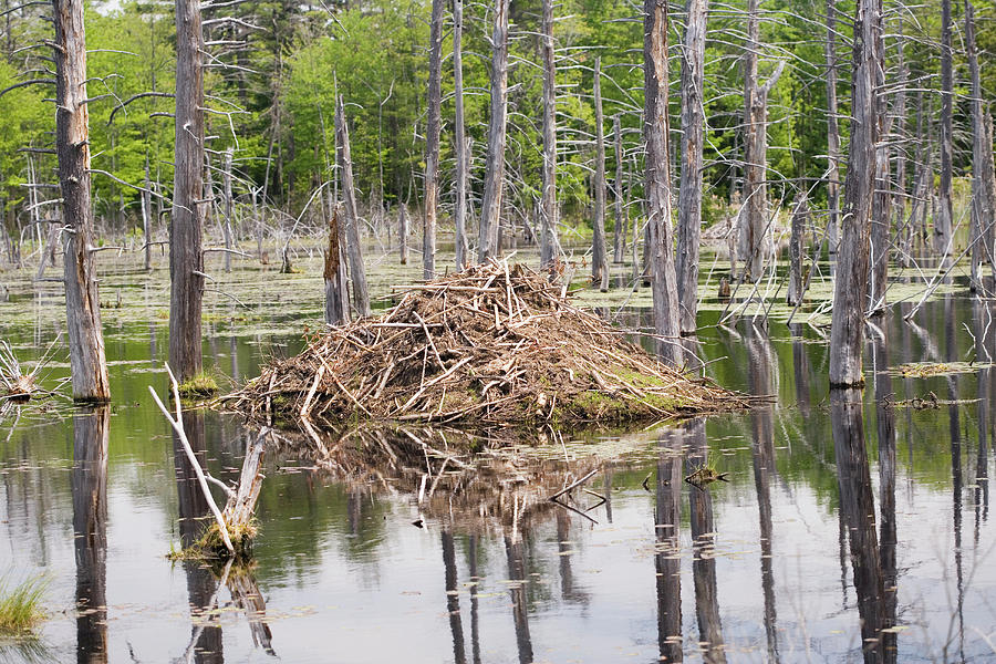 Beaver Photograph - Beaver Lodge by Science Stock Photography/science Photo Library