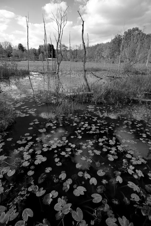 Beaver Marsh Black and White Photograph by Clint Buhler