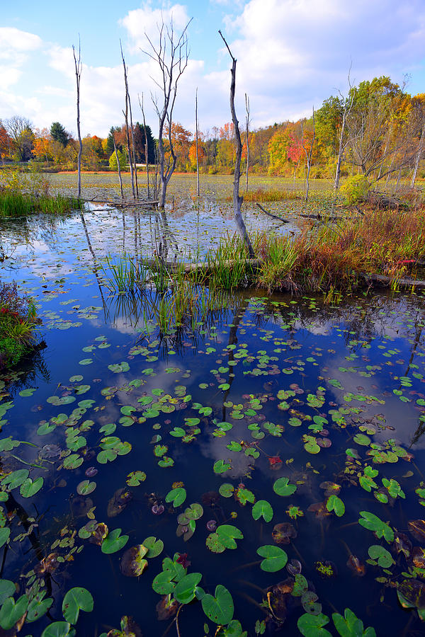 Beaver Marsh in Autumn Photograph by Clint Buhler