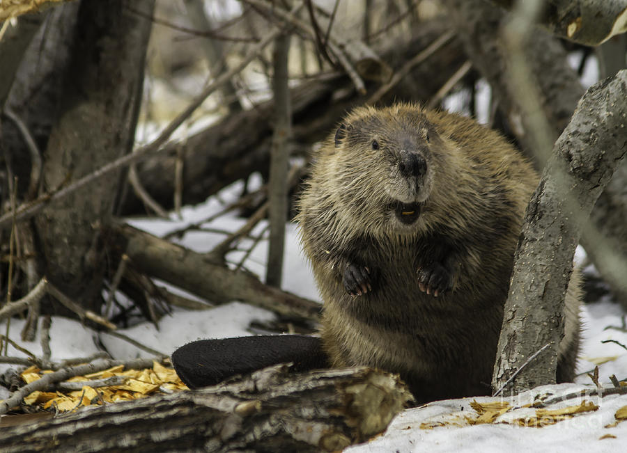 Winter Photograph - Beaver by Mitch Shindelbower