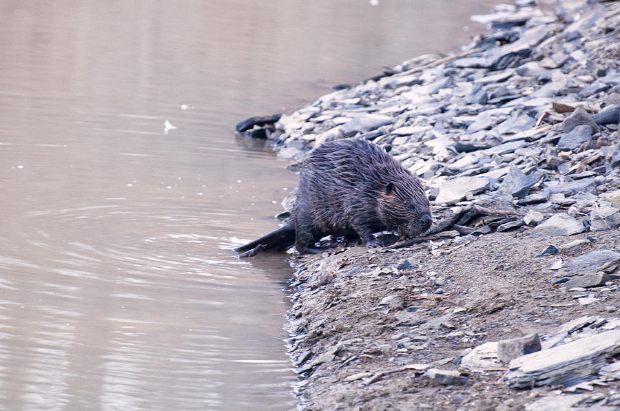 Beaver On Dry Land Photograph by Flees Photos