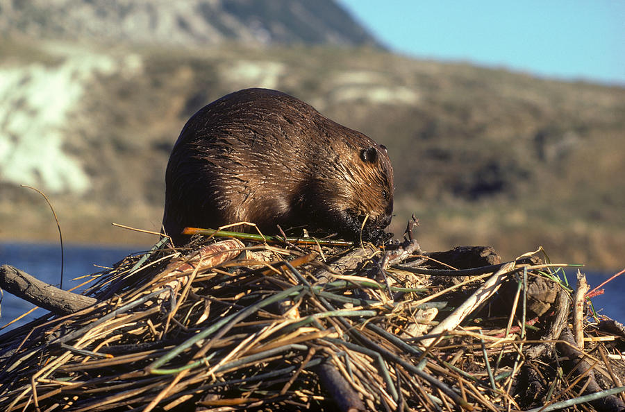 Beaver On Lodge Photograph by Harry Engels