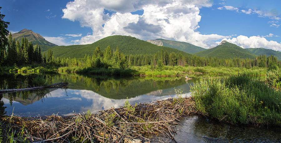 Beaver Pond Along Flathead River Near Photograph by Danita Delimont