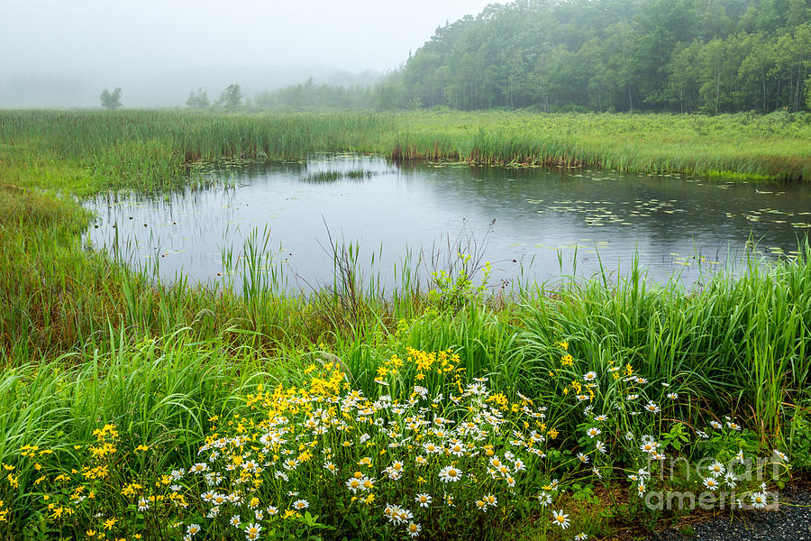 Beaver Pond in Acadia Photograph by Susan Cole Kelly