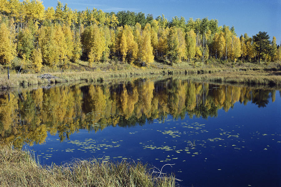 Beaver Pond In Saskatchewan Photograph by Thomas And Pat Leeson - Fine ...