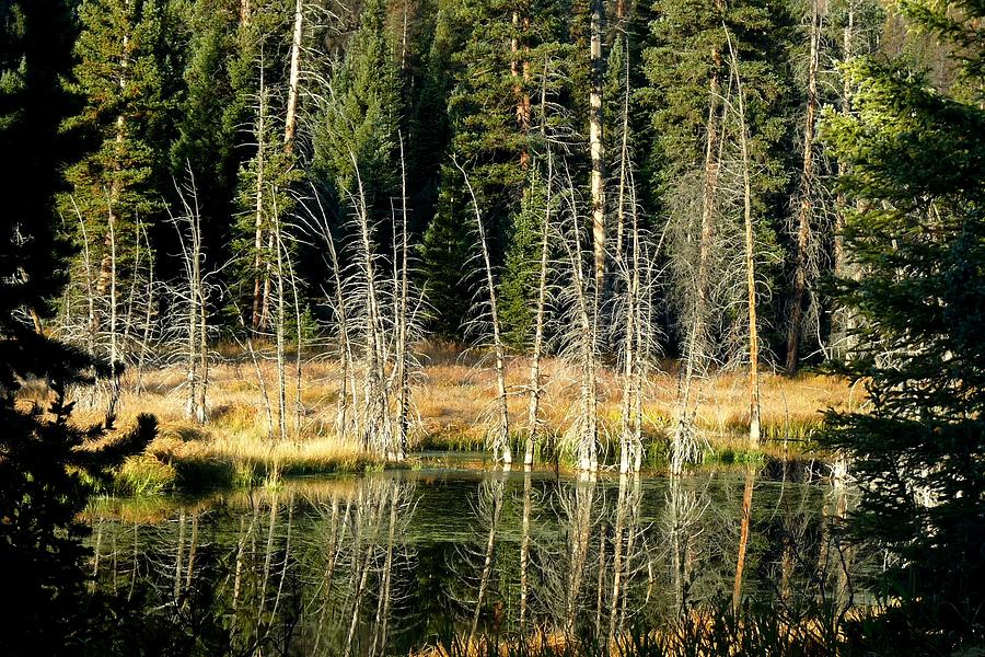 Beaver Pond Photograph by Marilyn Burton