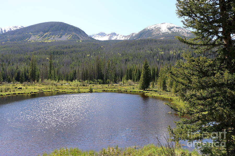 Beaver Ponds Rocky Mountains NP Photograph by Christiane Schulze Art And Photography
