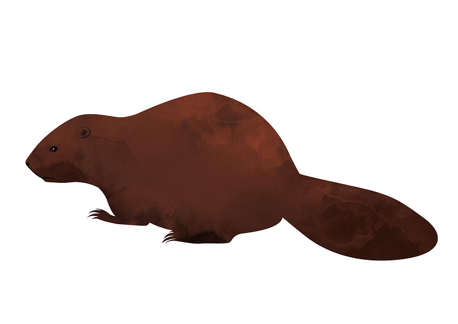 Beaver Digital Art - Beaver by Randoms Print