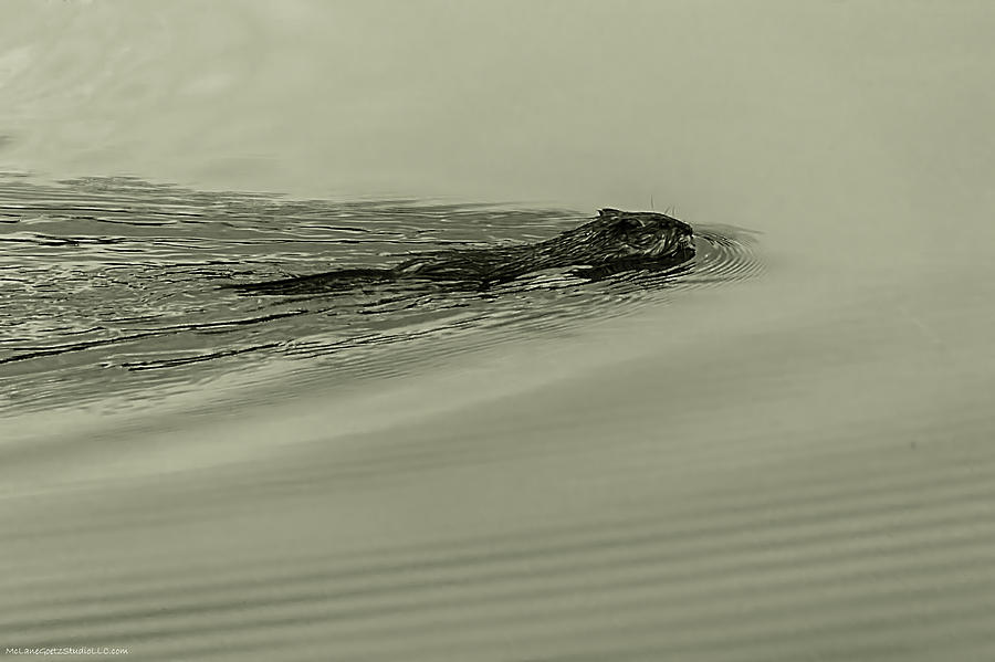 Beaver ripples Photograph by LeeAnn McLaneGoetz McLaneGoetzStudioLLCcom