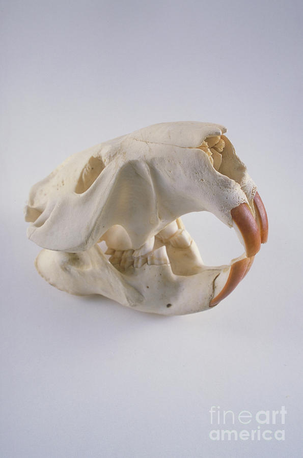 Beaver Photograph - Beaver Skull by Barbara Strnadova