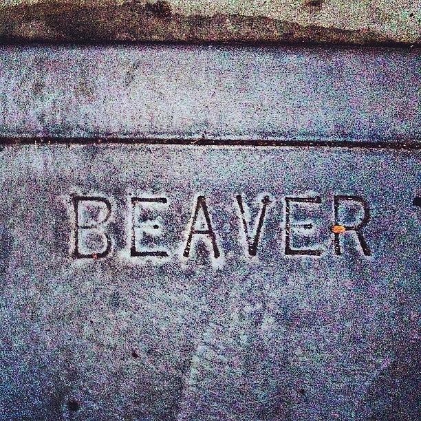Sign Photograph - Beaver #street #sign #animal @beaver by Lynn Friedman