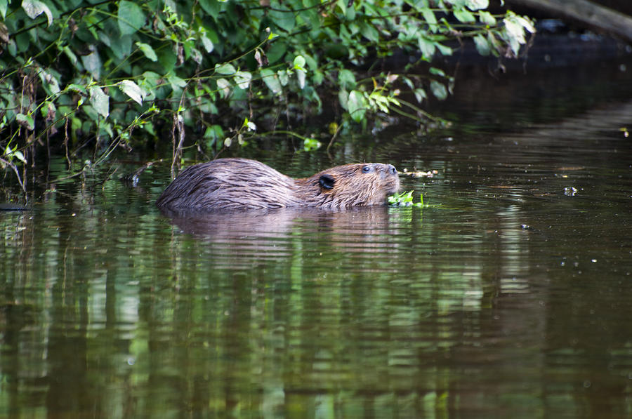 Beaver Photograph - beaver swims in NC lake by Flees Photos