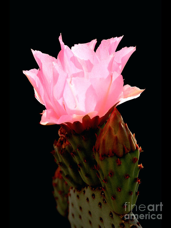 Beaver Tail Cactus Flower Photograph by Douglas Taylor