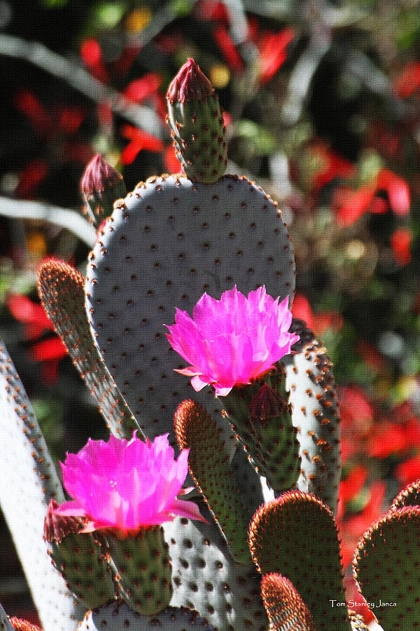 Beaver Tail Cactus Flowers Photograph by Tom Janca