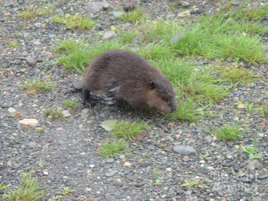 Beaver Taking a Stroll Photograph by Barbara A Griffin