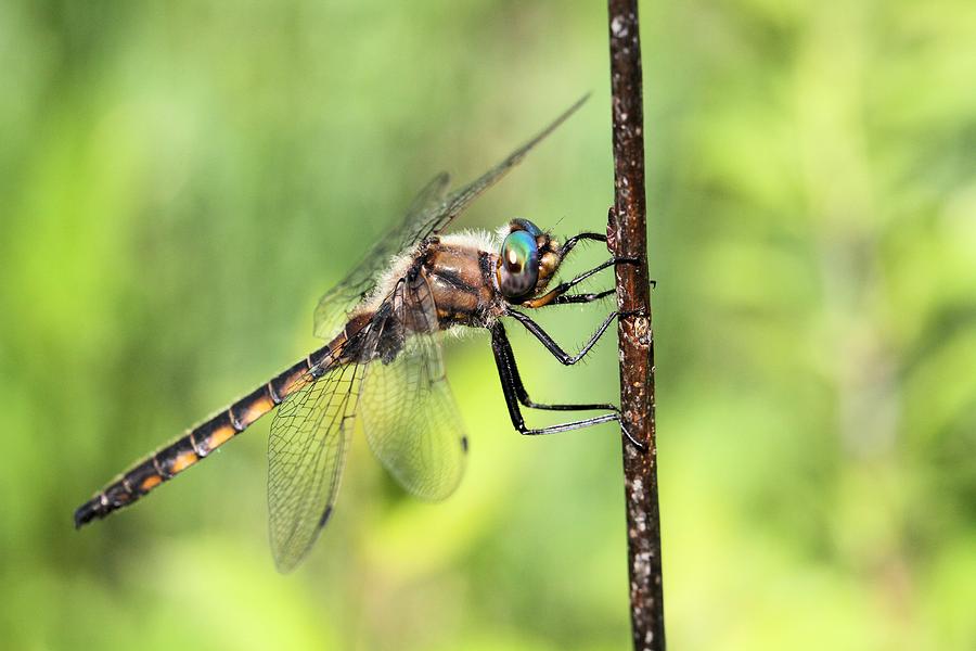Beaverpond Baskettail Dragonfly Photograph by Doris Potter