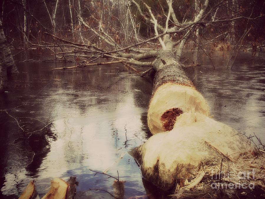 Nature Photograph - Beavers handy work by Christy Beal