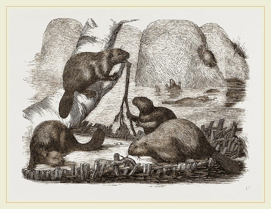 Beaver Drawing - Beavers by Litz Collection