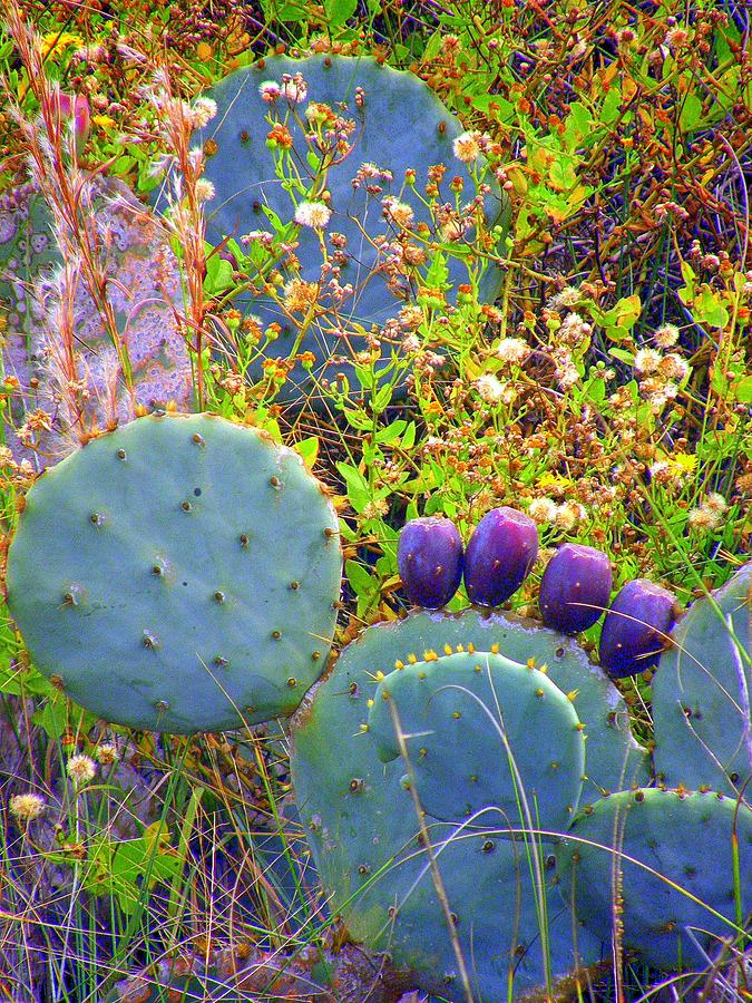 Beavertail Cactus Photograph by Antonia Citrino