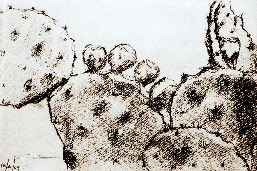 Beavertail Cactus Charcoal Drawing by Antonia Citrino