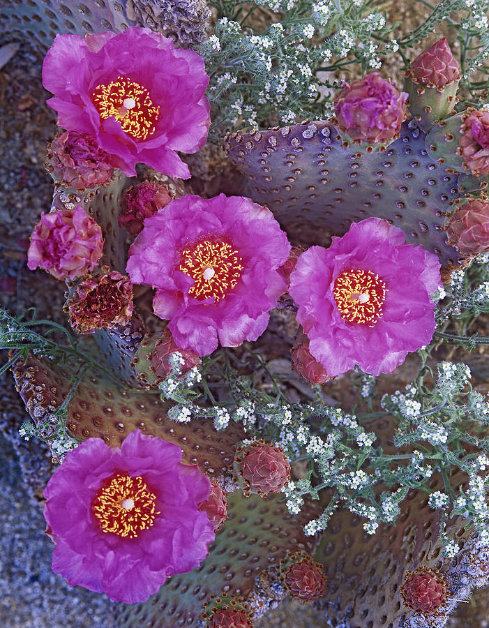 Beavertail Cactus Flowering North Photograph by Tim Fitzharris