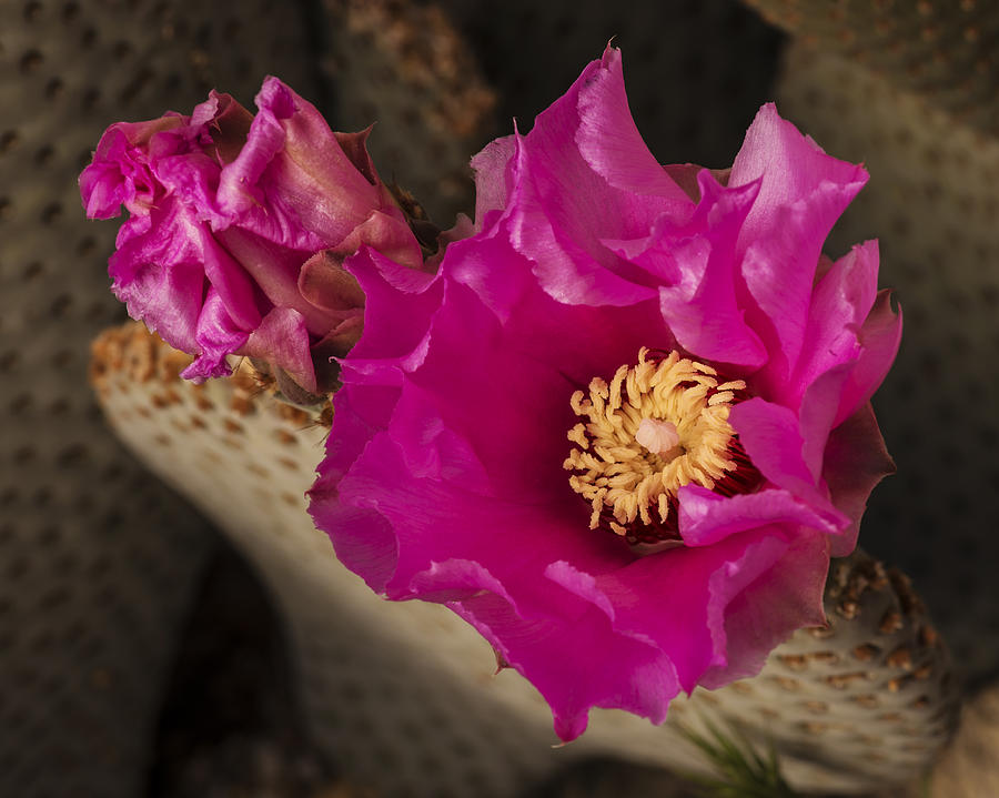 Beavertail Cactus Photograph by Lee Kirchhevel