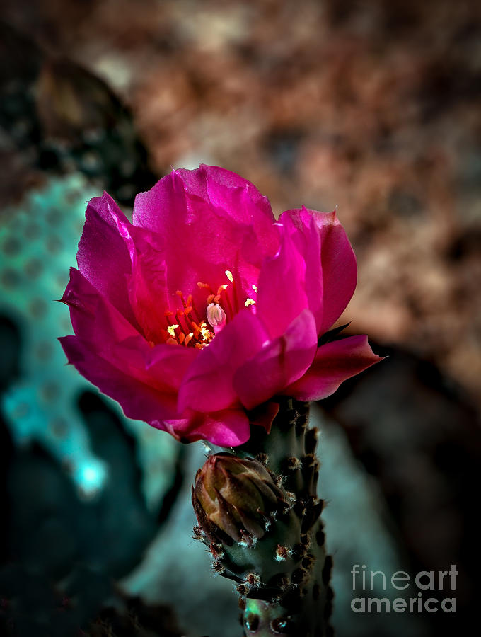 Beavertail Cactus Photograph by Robert Bales