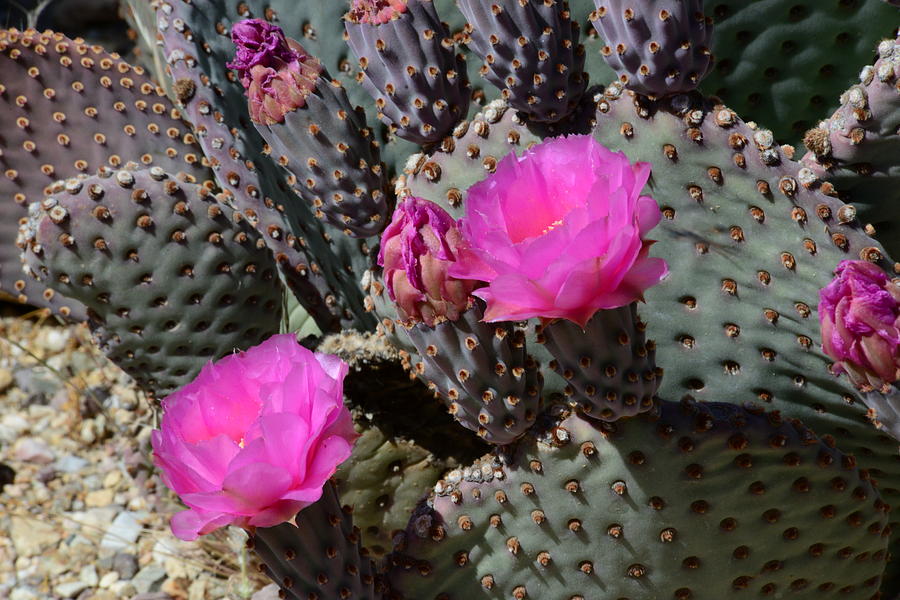 Beavertail Prickly Pear by T C Brown