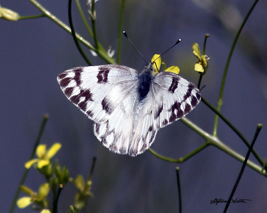 Beckers White Butterfly Photograph by Stephanie Salter