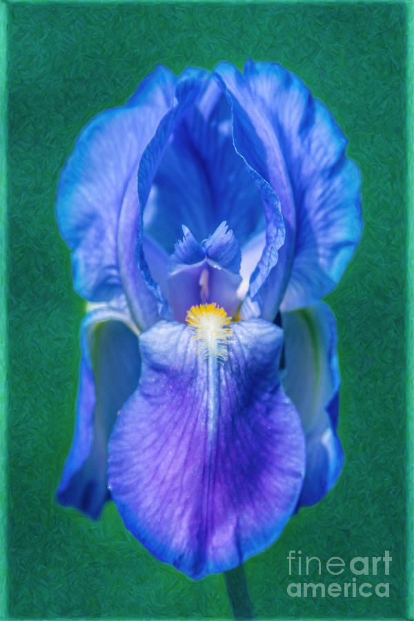 Beckoning Blue Iris Abstract Garden Art By Omaste Witkowski Photograph