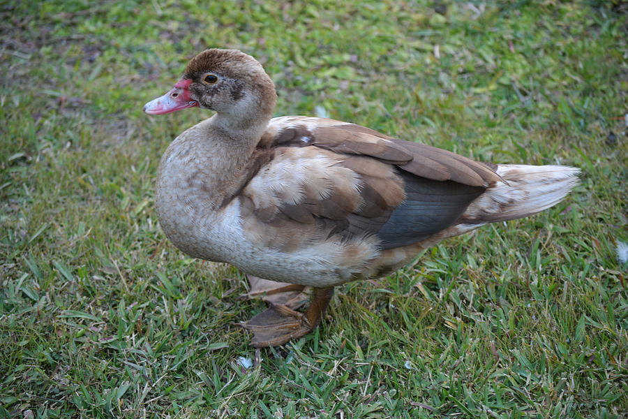 Becky's Favorite Duck Photograph by Roy Erickson - Fine Art America