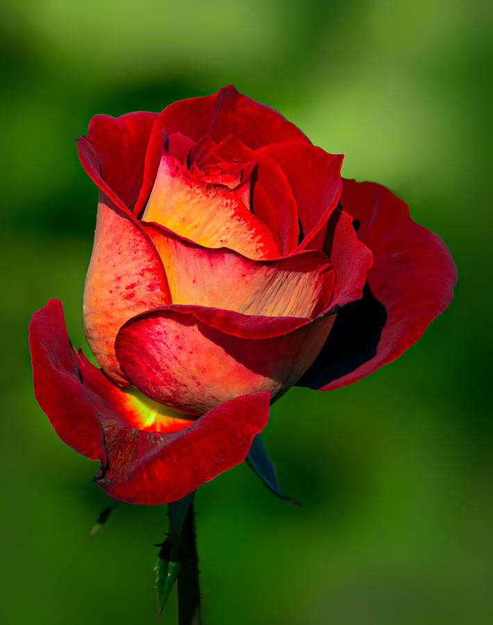 Rose Photograph - Becoming a Rose by Tomasz Dziubinski